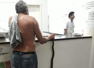 Idoso é picado por jararaca e leva cobra viva na mão até hospital de RO