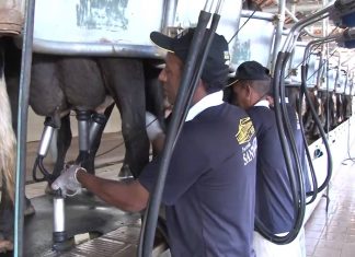 Preço pago ao produtor de leite de Goiás cai em plena entressafra