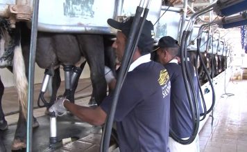 Preço pago ao produtor de leite de Goiás cai em plena entressafra
