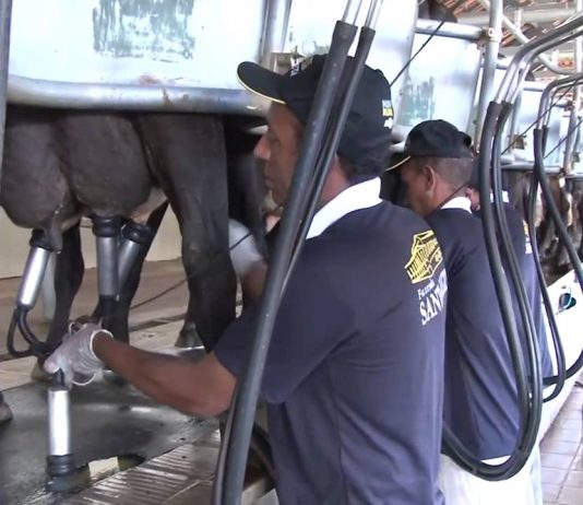 Preço pago ao produtor de leite de Goiás cai em plena entressafra