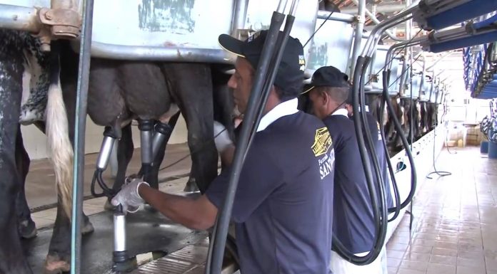 Preço pago ao produtor de leite de Goiás cai em plena entressafra
