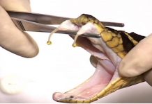 Estudante de veterinária é picado por cobra Naja no DF