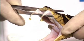 Estudante de veterinária é picado por cobra Naja no DF