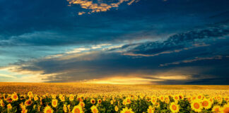 POLÍCIA MILITAR FAZ GEORREFERENCIAMENTO RURAL NO MUNICÍPIO DE ITUMBIARA.