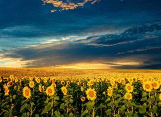 POLÍCIA MILITAR FAZ GEORREFERENCIAMENTO RURAL NO MUNICÍPIO DE ITUMBIARA.