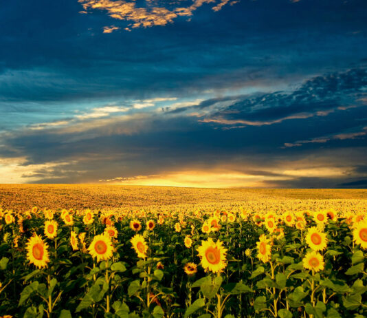 POLÍCIA MILITAR FAZ GEORREFERENCIAMENTO RURAL NO MUNICÍPIO DE ITUMBIARA.