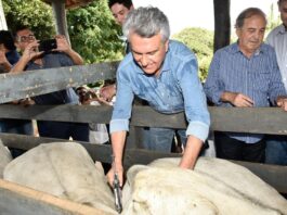 Prorrogado para 11 de dezembro, o prazo para vacinação contra aftosa e raiva.