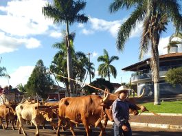 CAVALGADA MOVIMENTA A CIDADE DE PANAMÁ NA 5ª FESTA DO PEÃO E 2ª FEIRA AGROINDUSTRIAL