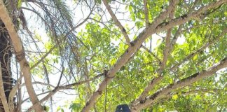 Lucas Viola fará apresentações inéditas nos próximos meses.